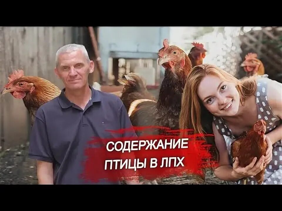 Содержание домашней сельскохозяйственной птицы в ЛПХ.