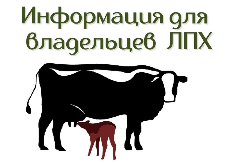 Вовлечение ЛПХ в процессы выращивание овощной продукции и картофеля.